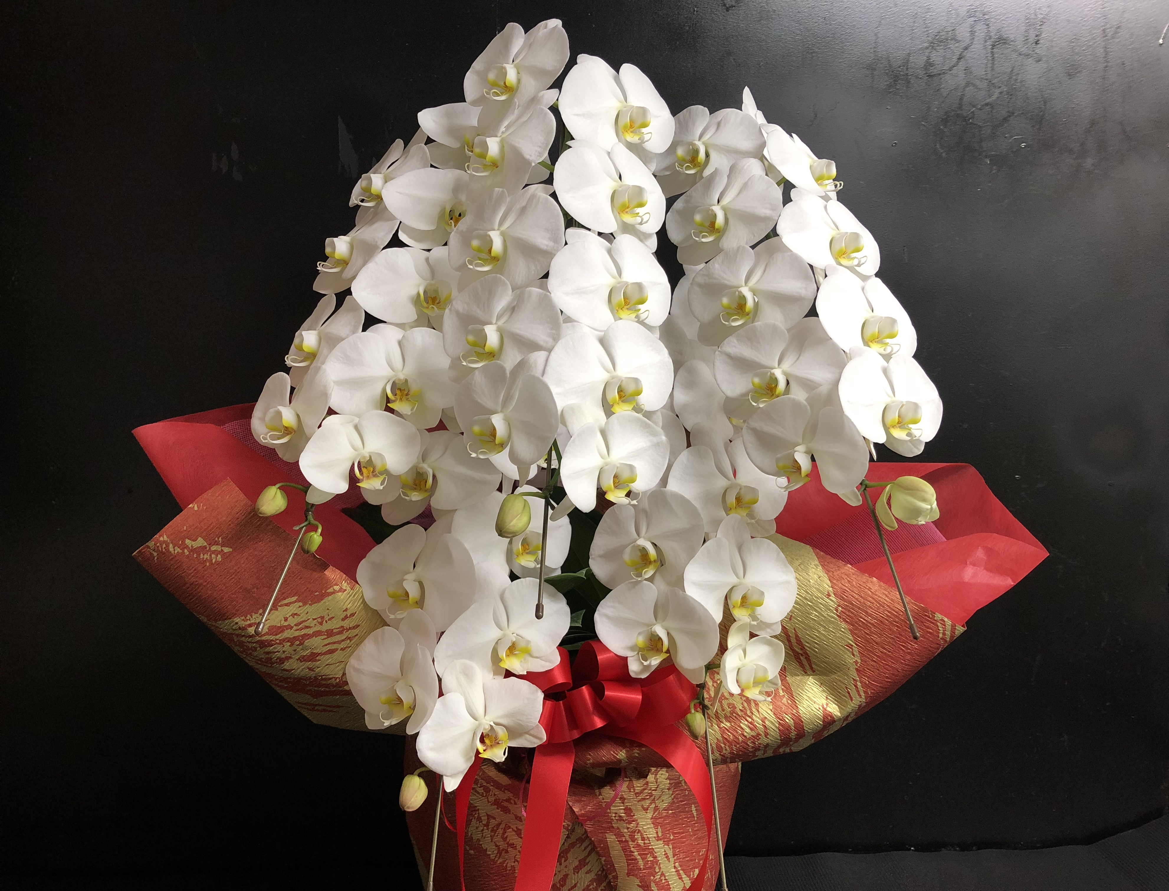 胡蝶蘭白5本立 鉢花