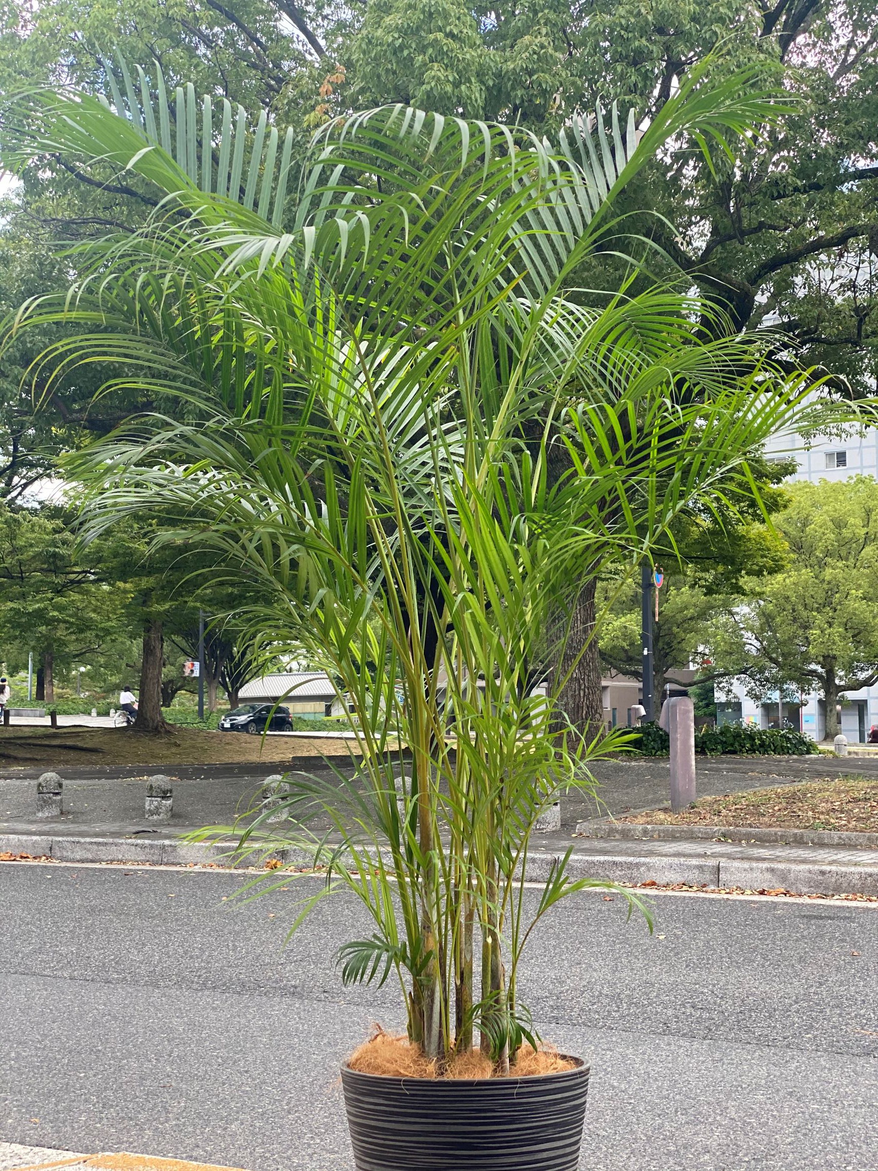 はな平 » 観葉植物 「アレカヤシ」